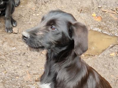 Border Collie x Labrador puppies in Galway