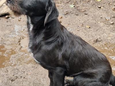 Border Collie x Labrador puppies in Galway