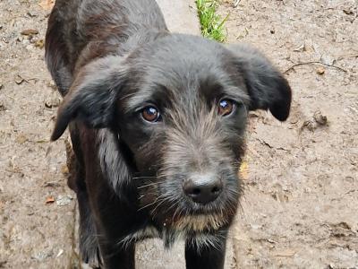 Border Collie x Labrador puppies in Galway