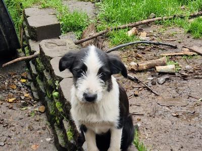 Border Collie x Labrador puppies in Galway