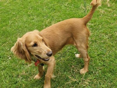 Poppy is an adorable 7 month old female Cocker Spaniel puppy in Dublin, looking for a Loving Home!