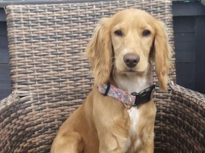 Poppy is an adorable 7 month old female Cocker Spaniel puppy in Dublin, looking for a Loving Home!