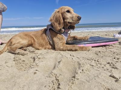 Poppy is an adorable 7 month old female Cocker Spaniel puppy in Dublin, looking for a Loving Home!