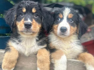 Bernese Mountain Dog x Australian Shepherd puppies ❤️❤️🐶🐶 in Limerick