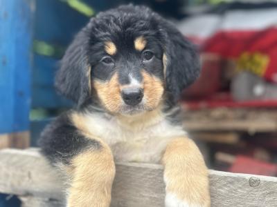 Bernese Mountain Dog x Australian Shepherd puppies ❤️❤️🐶🐶 in Limerick