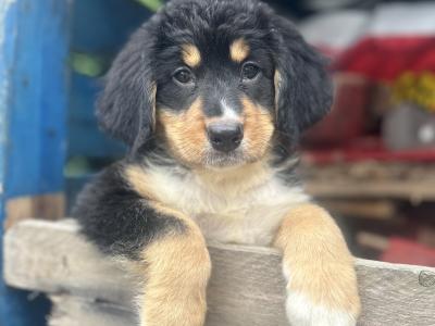 Bernese Mountain Dog x Australian Shepherd puppies ❤️❤️🐶🐶 in Limerick