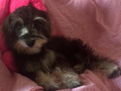 Beautiful Playful miniature female Schooodle puppy 🐾 in Wexford