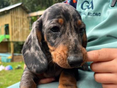 Beautiful Shorthaired Dachshund puppies in Wicklow