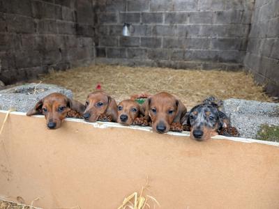 Beautiful Shorthaired Dachshund puppies in Wicklow