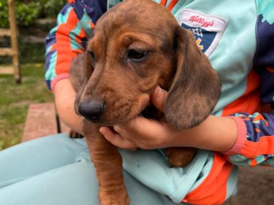 Beautiful Shorthaired Dachshund puppies in Wicklow