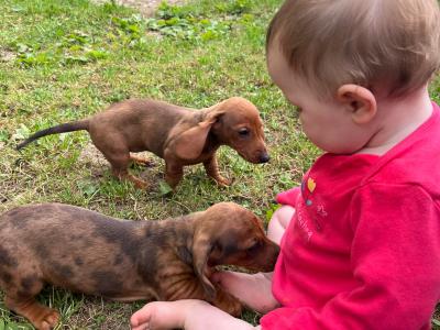 Beautiful Shorthaired Dachshund puppies in Wicklow
