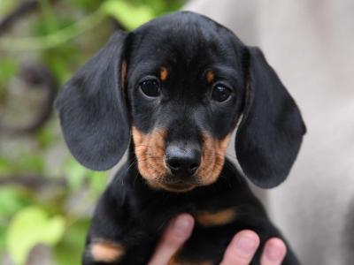 Top Quality miniature Dachshund puppies in Tyrone