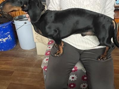 Miniature Dachshund puppy for sale in Galway