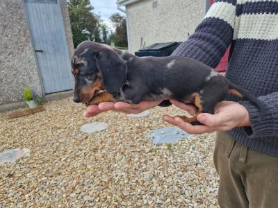 Miniature Dachshund puppy for sale in Galway