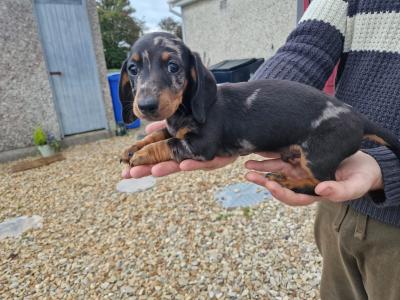 Miniature Dachshund puppy for sale in Galway