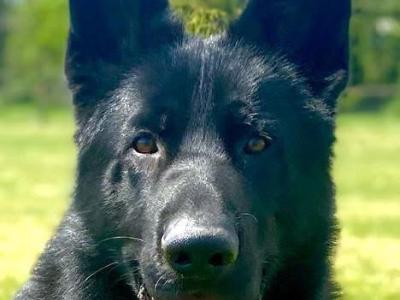 Stunning 15month old German Shepherd Male,  Bombproof Temperament.
