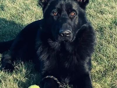 Stunning 15month old German Shepherd Male,  Bombproof Temperament.