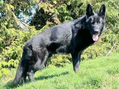 Stunning 15month old German Shepherd Male,  Bombproof Temperament.