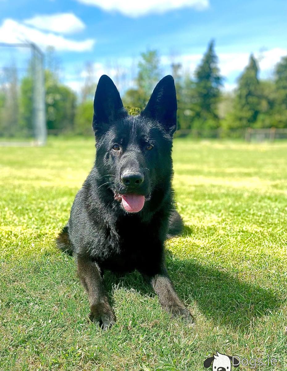 Black German Giant German Shepherd Puppies Black Dog Breeds Large