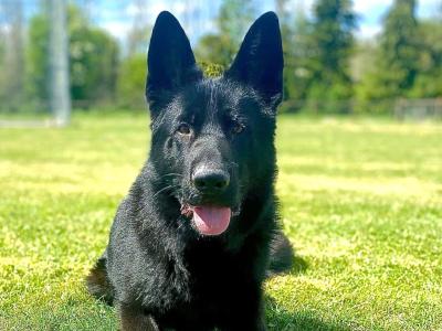 Stunning 15 month old male IKC Registered German Shepherd puppy,  Bombproof Temperament.