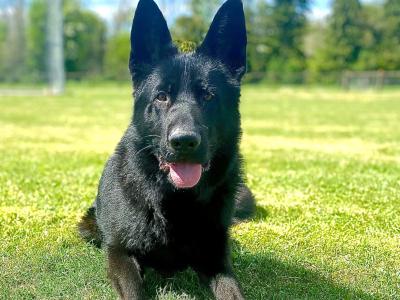 Stunning 15month old German Shepherd Male,  Bombproof Temperament.