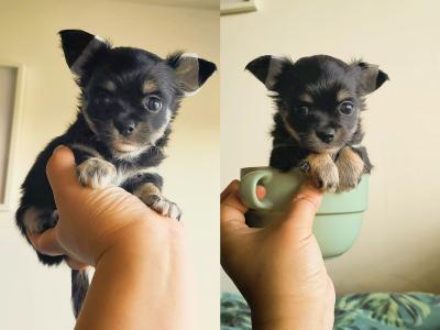 🩵🩷Chihuahua puppies in Dublin Longcoat Purebred