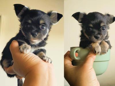 Chihuahua puppies in Dublin Purebred
