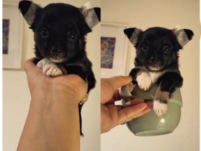 🩵🩷Chihuahua puppies in Dublin Longcoat Purebred
