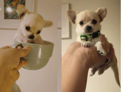 🩵🩷Chihuahua puppies in Dublin Longcoat Purebred