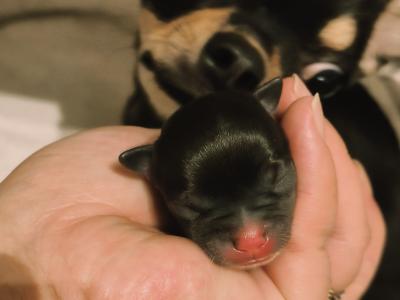 🩵🩷Chihuahua puppies in Dublin Longcoat Purebred