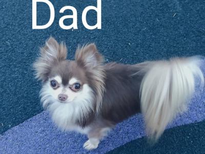🩵🩷Chihuahua puppies in Dublin Longcoat Purebred