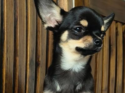 🩵🩷Chihuahua puppies in Dublin Longcoat Purebred