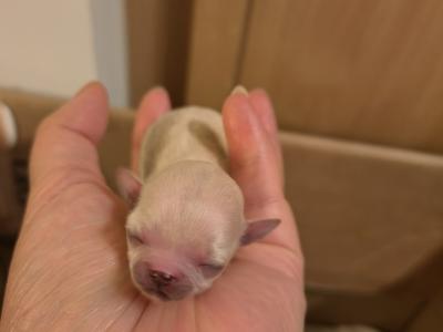 Chihuahua puppies in Dublin Purebred