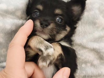 🩵🩷Chihuahua puppies in Dublin Longcoat Purebred