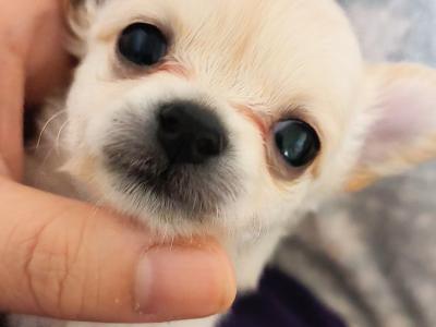 🩵🩷Chihuahua puppies in Dublin Longcoat Purebred