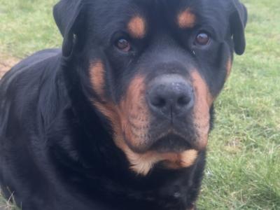 Rottweiler for stud