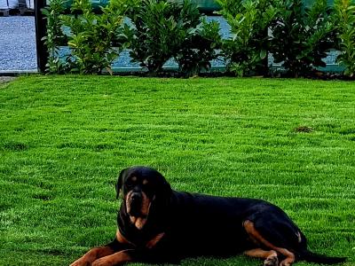 IKC Rottweiller Female