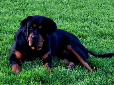 IKC Rottweiller Female