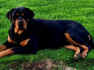 IKC Rottweiller Female