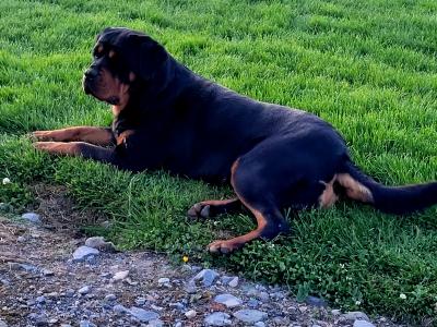 IKC Rottweiller Female