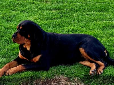 IKC Rottweiller Female