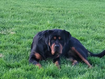 IKC Rottweiller Female