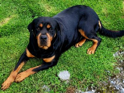 IKC Registered female Rottweiller dog in Galway
