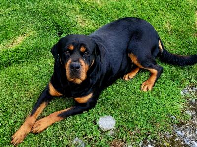 IKC Rottweiller Female