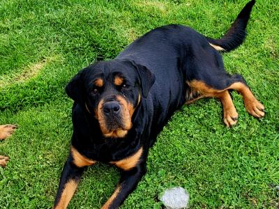 IKC Registered female Rottweiller dog in Galway