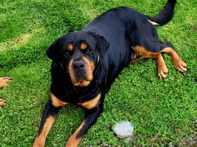 IKC Rottweiller Female