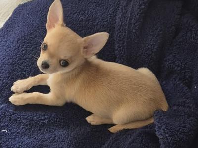 Chihuahua, IKC Reg. male