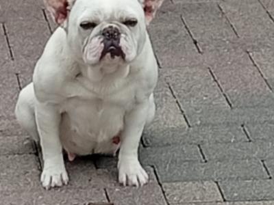 French Bulldog puppies in Dublin