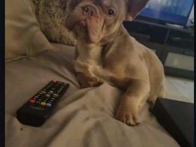 French Bulldog puppies in Dublin