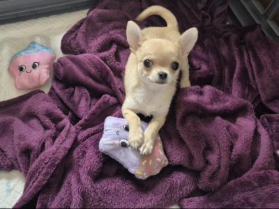Chihuahua, IKC Reg. male